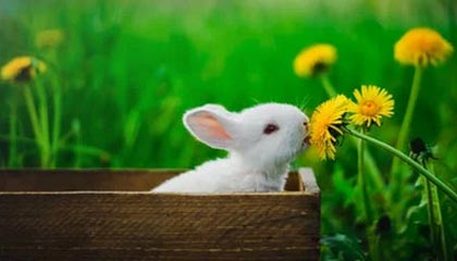 西双版纳伴游招聘，风信子伴游网